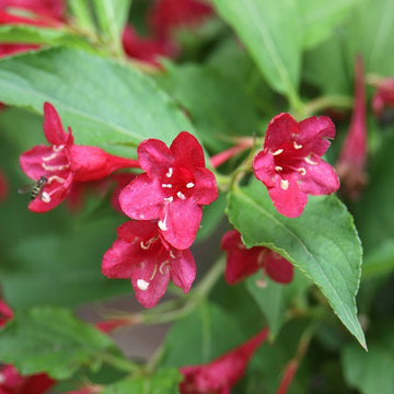 Seeds (Seeds scientific name) for planting in garden