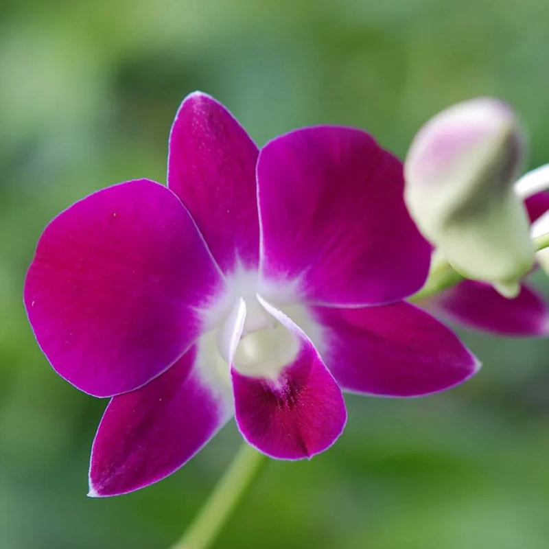 Heirloom Non-GMO Pink Orchid Flower Seeds for Garden Planting – Graceful Tropical Blooms