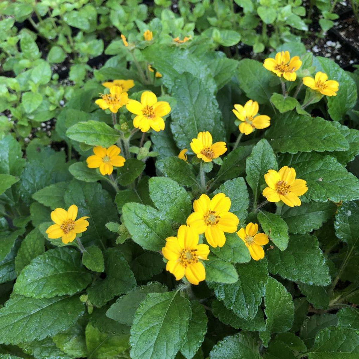 Chrysogonum Flower Seeds for Planting, Heirloom, Non-GMO Seeds for planting in home garden