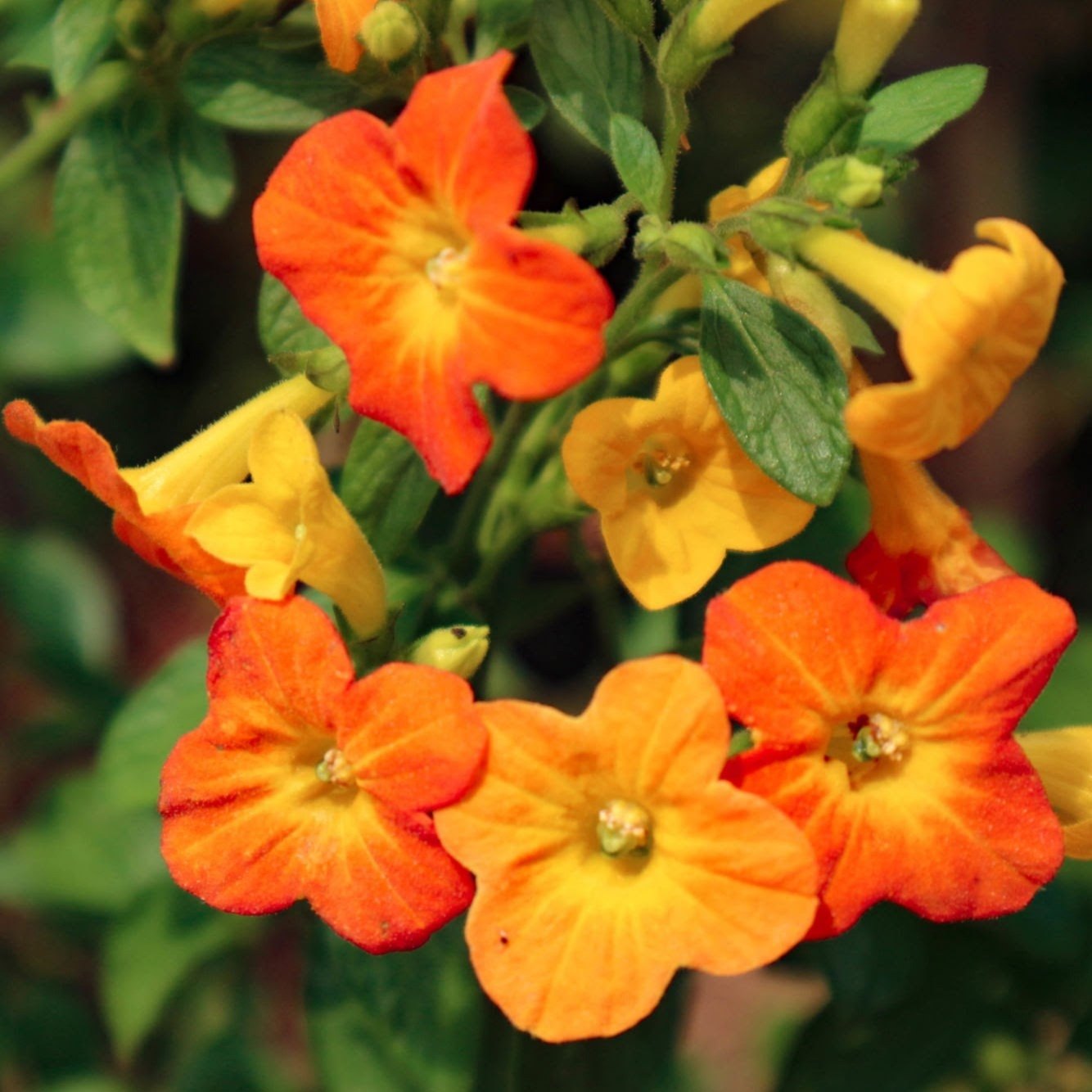 Heirloom Streptosolen Flower Seeds, Non-GMO Sunset-Colored Blooms for Butterfly-Friendly Garden Planting for planting in home garden