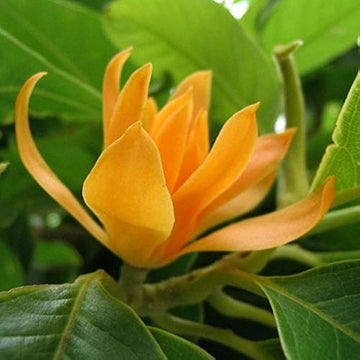 Michelia Flower Seeds for Planting - 100 pcs seeds for planting in home garden