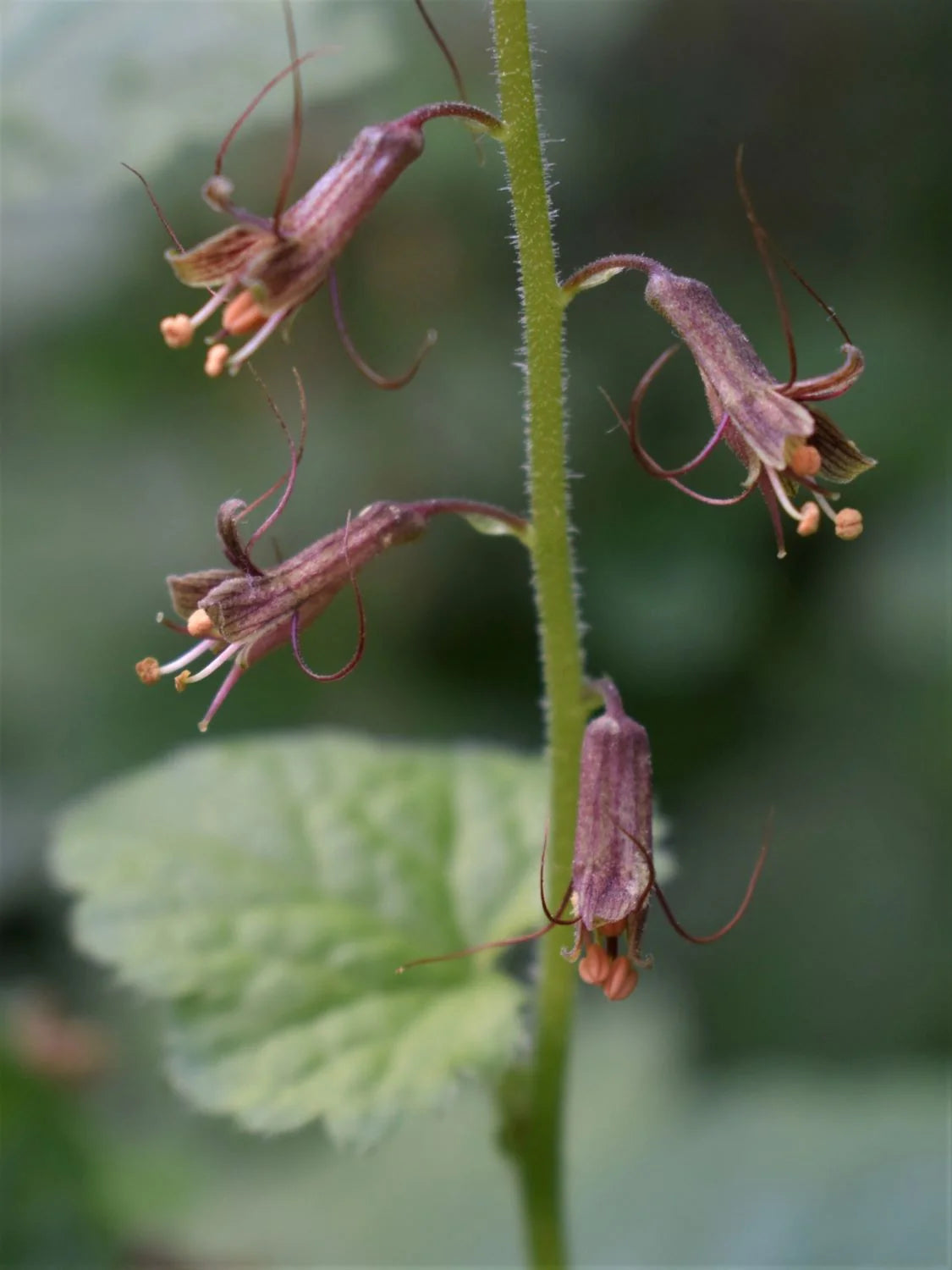 Tolmiea Flower Seeds for Planting - NON GMO Seeds seeds for planting in home garden