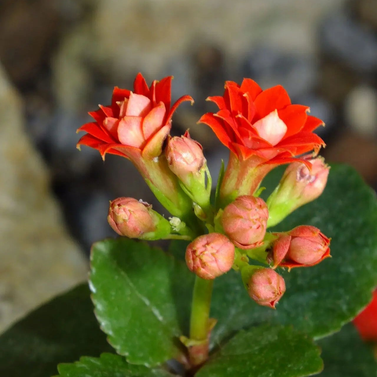 Kalanchoe (Kalanchoe scientific name) for planting in garden