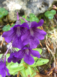 Blue Pinguicula Grandiflora Plant Seeds for Planting - 100 pcs seeds for planting in home garden