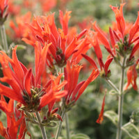 Hummingbird Flower Seeds for planting in home garden