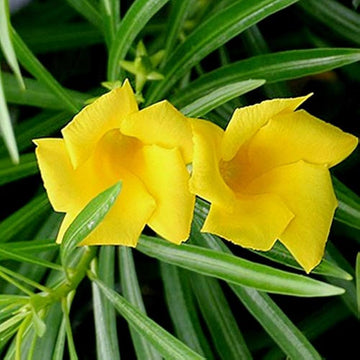 Thevetia Neriifolia Seeds for Planting - 100 pcs seeds for planting in home garden