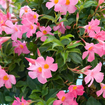 Heirloom Non-GMO Trepadoras Flower Seeds for Climbing Vine and Vertical Garden Planting for planting in home garden