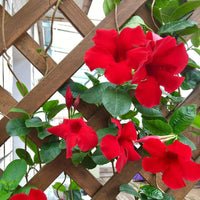 Heirloom Dipladenia Flower Seeds, Non-GMO Tropical Vining Blooms for Decorative Garden Planting for planting in home garden