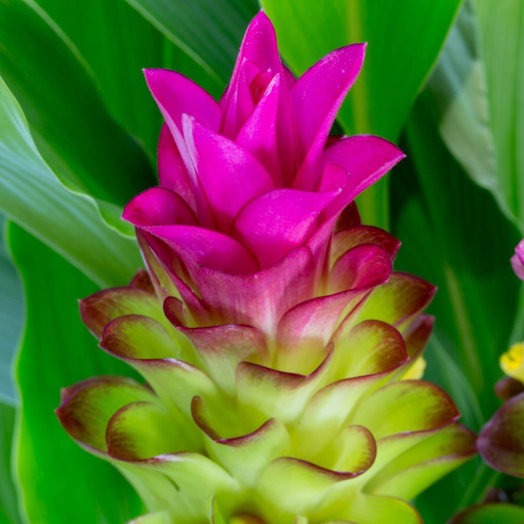 Curcumae (Curcumae scientific name) for planting in garden