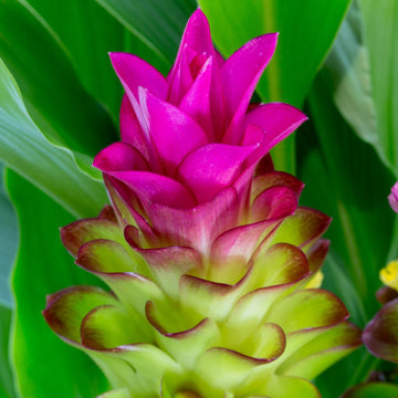 Curcumae (Curcumae scientific name) for planting in garden