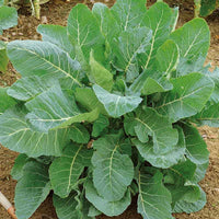 Green Collard Greens Plant Seeds for Planting NON GMO Seeds seeds for planting in home garden