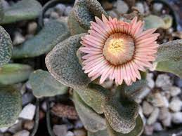 Titanopsis Fulleri Plant Seeds for Planting - 100 pcs seeds for planting in home garden