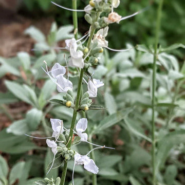 Sage (Sage scientific name) for planting in garden