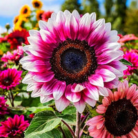 Pink and White Sunflower Flower Seeds for Planting – Unique Bicolor Blooms for Your Garden seeds for planting in home garden