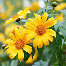 Yellow Torch Mexican Tithonia Sunflower Seeds for Planting – Bright Blooms for Pollinator Gardens seeds for planting in home garden