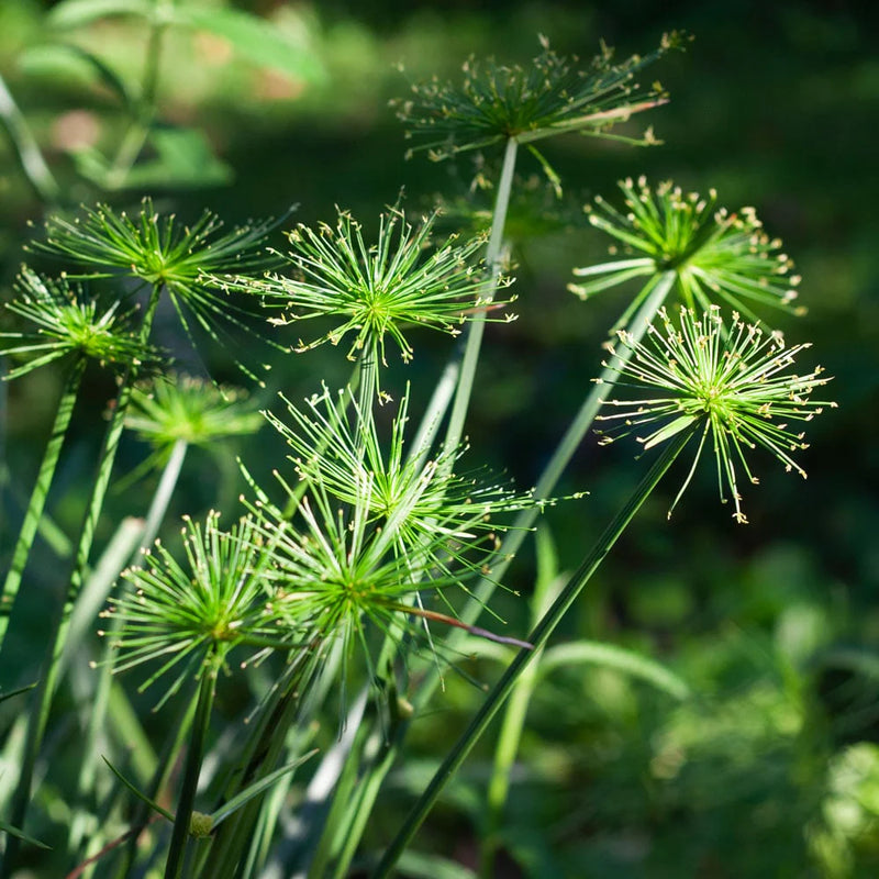 Heirloom Papyrus Plant Seeds for Planting 100 pcs