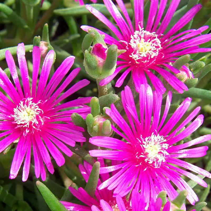 Heirloom Drosanthemum Hispidum Flower Seeds for Garden Planting, Non-GMO, Hardy Ice Plant Blooms