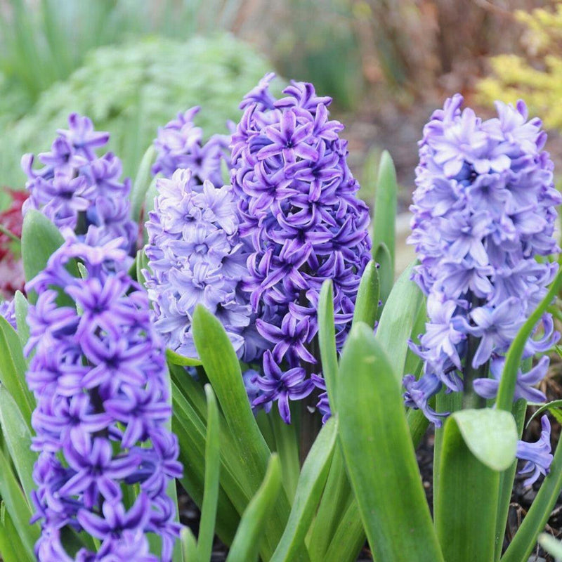 Hyacinth Flower Seeds for Planting for planting in home garden