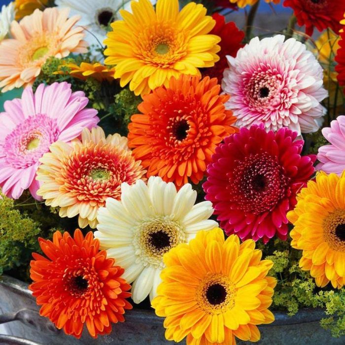 Gerbera Flower Seeds for planting in home garden