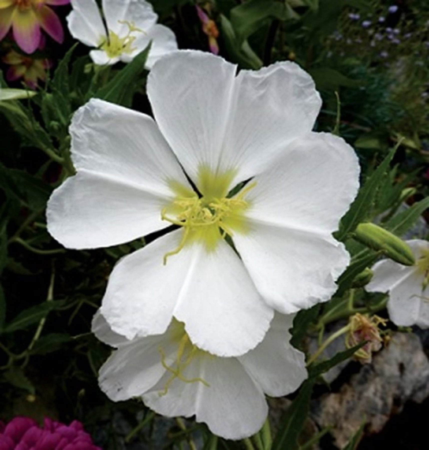 White (White scientific name) for planting in garden