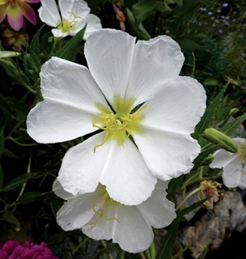 White (White scientific name) for planting in garden