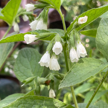 Heirloom Non-GMO Symphytum Flower Seeds for planting in home garden