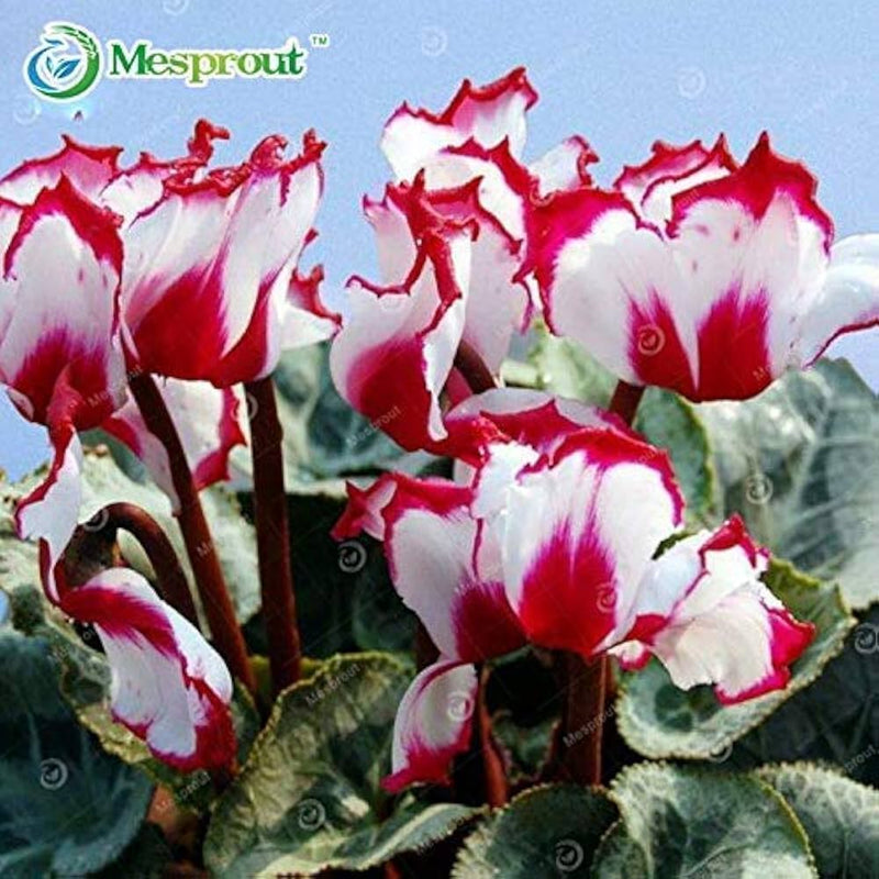 Red White Cyclamen Flower Seeds for Planting - 100 pcs seeds for planting in home garden