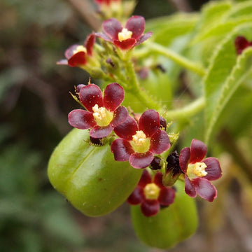 Red (Red scientific name) for planting in garden