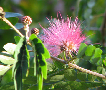 Heirloom Calliandra Flower Seeds, Non-GMO Powder Puff Blooms for Hummingbird-Friendly Garden Planting for planting in home garden