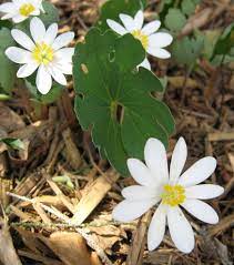 White Sanguinaria Flower Seeds for Planting - 100 pcs seeds for planting in home garden
