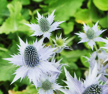 Heirloom Non-GMO Silver Holly Flower Seeds for Winter Gardens and Decorative Landscaping for planting in home garden