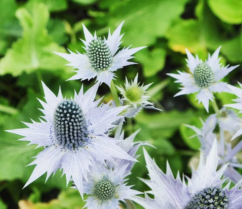 Heirloom Non-GMO Silver Holly Flower Seeds for Winter Gardens and Decorative Landscaping for planting in home garden