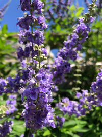 Purple Angus Castus Flower Seeds for Planting - 100 pcs seeds for planting in home garden
