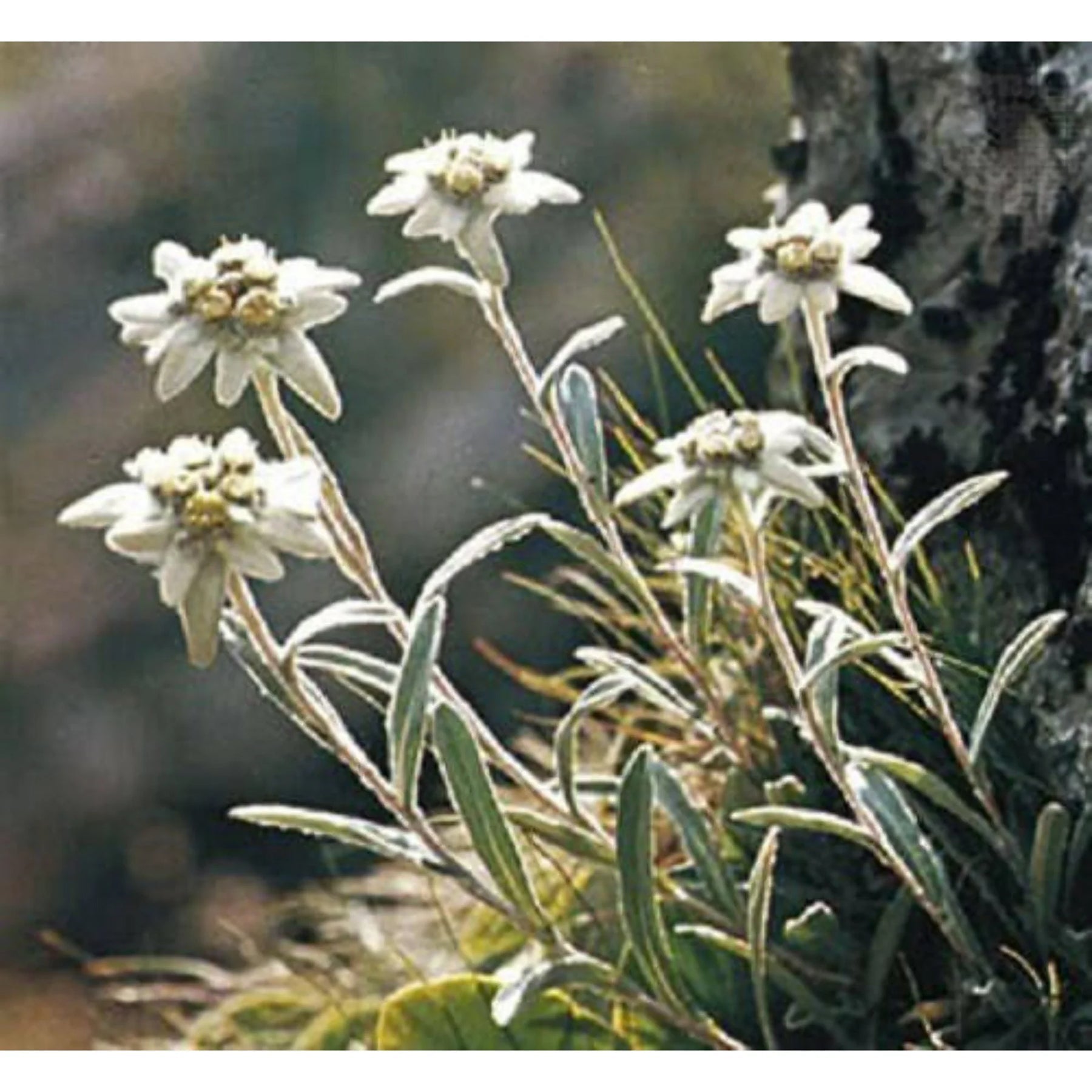 White Leontopodium Flower Seeds for Planting, Fresh, NON GMO Seeds seeds for planting in home garden
