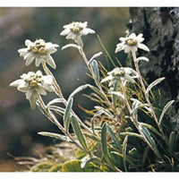 White Leontopodium Flower Seeds for Planting, Fresh, NON GMO Seeds seeds for planting in home garden