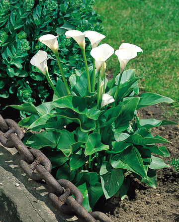 White Zantedeschia Aethiopica Flower Seeds for Planting - 100 pcs seeds for planting in home garden