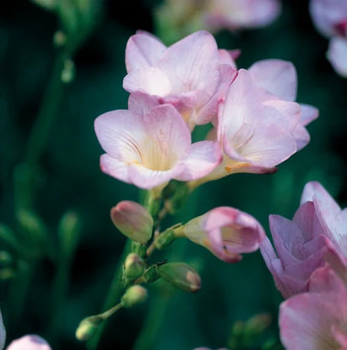 Baby Pink Freesia Seeds for Planting – Organic, Heirloom, Non-GMO Flower Seed seeds for planting in home garden