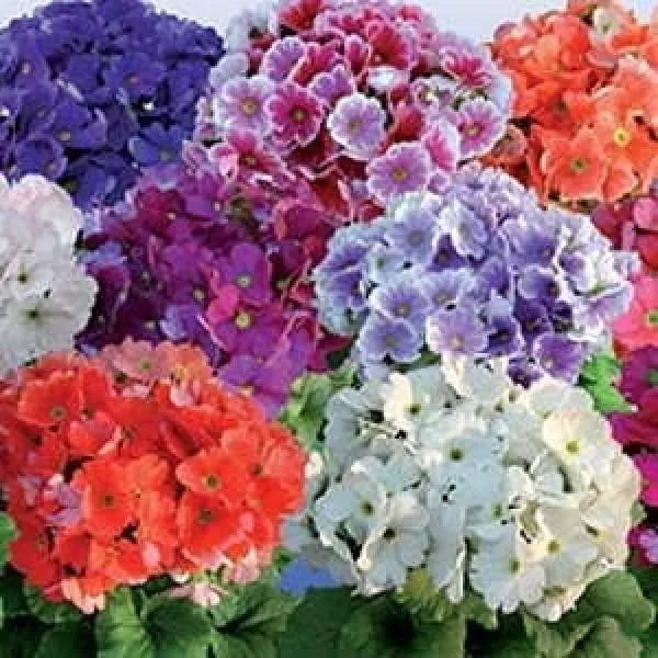 Obconica Flower Seeds for Planting - 100 pcs seeds for planting in home garden