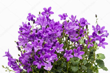PurplebPortenschlagiana Flower Seeds for Planting - 100 pcs seeds for planting in home garden