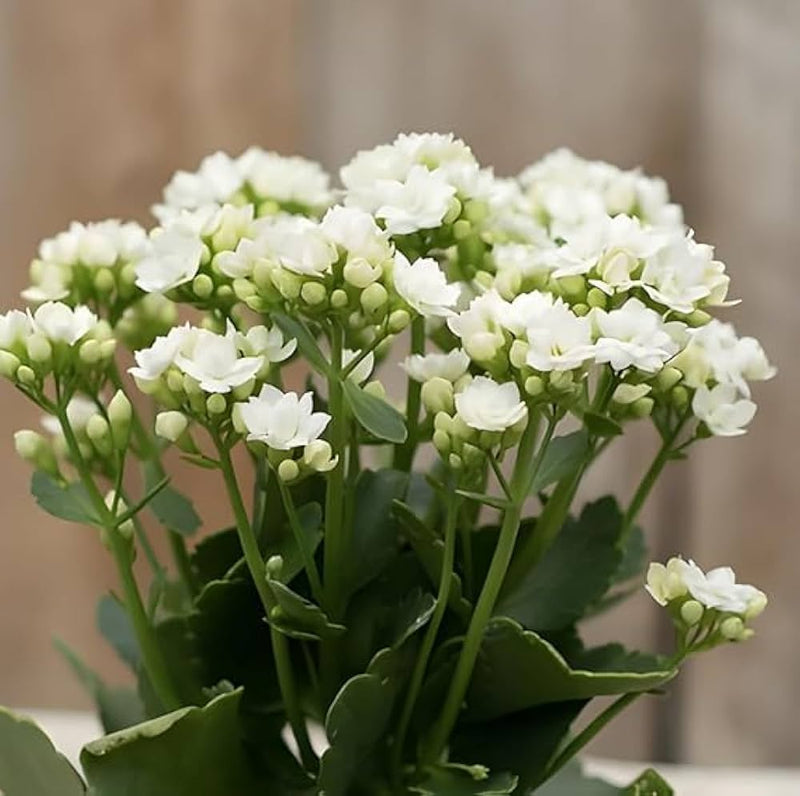 White (White scientific name) for planting in garden