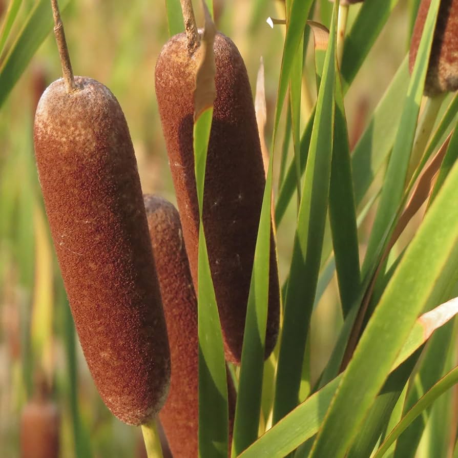 Seeds (Seeds scientific name) for planting in garden