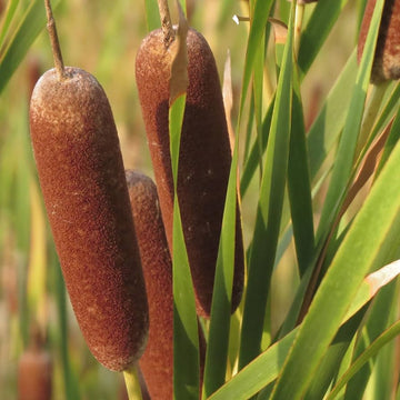 Seeds (Seeds scientific name) for planting in garden