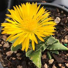 Yellow Faucaria Tigrina Plant Seeds for Planting - 100 pcs seeds for planting in home garden