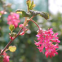Pink Ribes Sanguineum Flower Seeds for Planting - 100 pcs seeds for planting in home garden