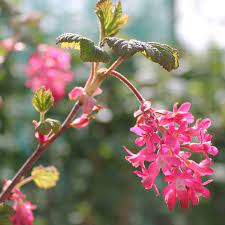 Pink Ribes Sanguineum Flower Seeds for Planting - 100 pcs seeds for planting in home garden