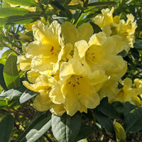 Heirloom Yellow Rhododendron Flower Seeds for Planting for planting in home garden