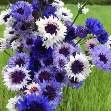 Mixed Bachelor Flower Seeds for Planting, 100 pcs seeds for planting in home garden