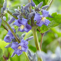 Heirloom Clematis Heracleifolia Flower Seeds, Non-GMO Perennial Blooms for Planting for planting in home garden
