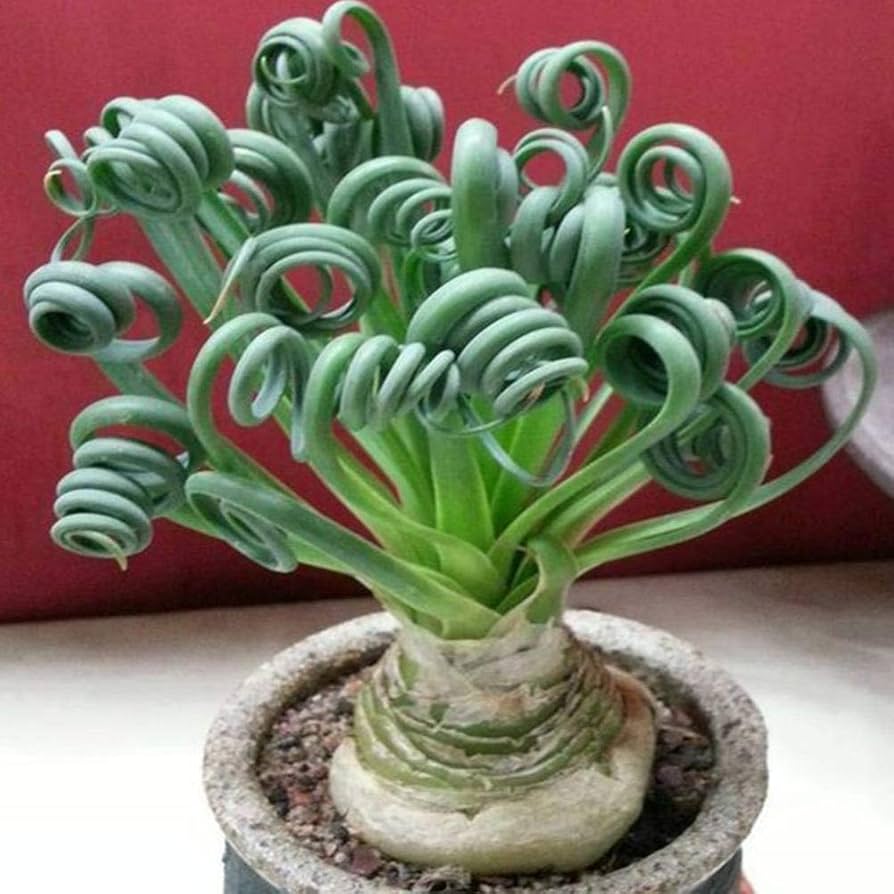 Heirloom Non-GMO Spiralis Plant Seeds for Planting – Twisting Ornamental Foliage for Unique Garden Displays