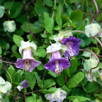 Heirloom Cup and Saucer Flower Seeds, Non-GMO Bell-Shaped Blooms for Cottage Garden Planting for planting in home garden